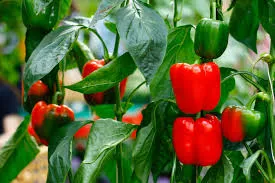Peppers